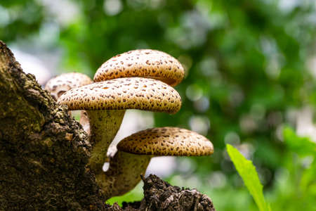 Large white-yellow mushrooms grow on an old tree. View from the side. The background is blurred.の写真素材