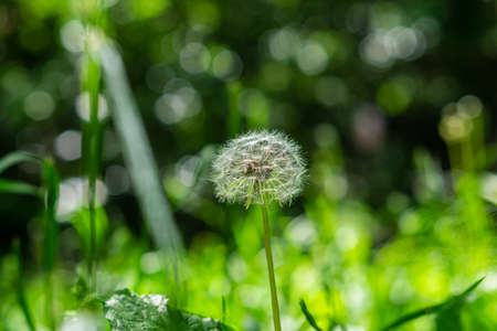 Lonely ripe dandelion with a silver headの写真素材