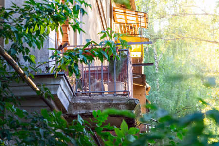 The white-yellow sad cat sits on the balcony and looks down. sunset. Warm tones.の写真素材