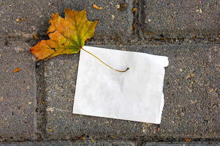 A small blank sheet on top of which lies an autumn leaf. On paving slabs.の写真素材