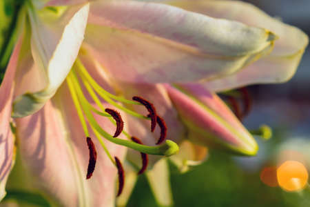 macro. The stamens and pestle of the lily are pink. Coarse pollen bard hue. Loose.