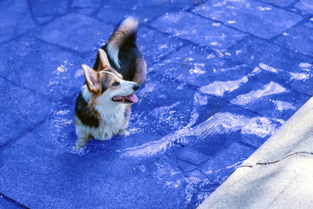 Corgi dog yellow-white-black color walks in the water of the fountain.の写真素材