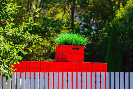 Decorative grass in a red box behind a white fence. Against the background of blurred greenery.