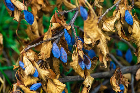 Dried plums on branches next to yellow leaves. Effects of drought.の写真素材