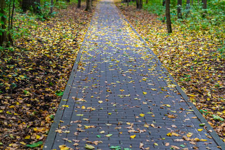 Park path of tiles covered with yellow autumn leavesの写真素材