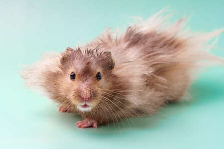 A large Syrian hamster of gray color on a blue background. Long coatの写真素材