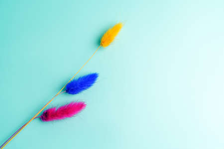 Feather grass plant with multi-colored pommels of yellow blue and red flowers on a light blue backgroundの写真素材