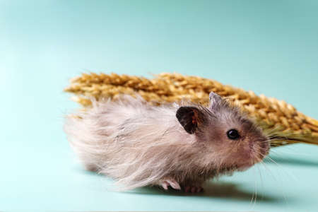 Long-haired Syrian hamster of gray color against the background of a bunch of wheatの写真素材