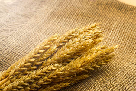 Mature wheat on burlap. Bright light on the left.