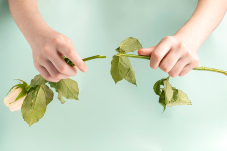 Hands break the stem of a rose on a blue background.