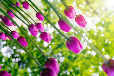 Purple tulips from top to bottom fall a lot.の写真素材