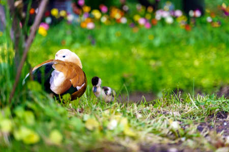 Red duck Tadorna ferruginea with a duckling in the grass on the banks of the river.の写真素材