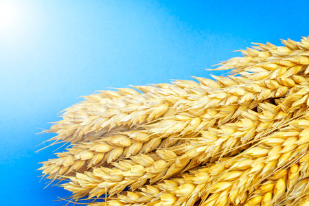 Ripe yellow wheat on a blue background close-up.の写真素材