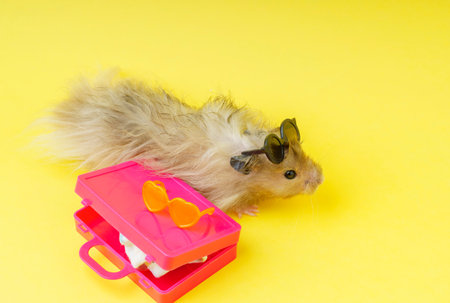 A hamster with sunglasses on his head next to a suitcase on a yellow background. The concept of a vacation at sea.の写真素材