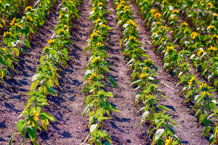Rows of green flowers with buds in the direction of the sun