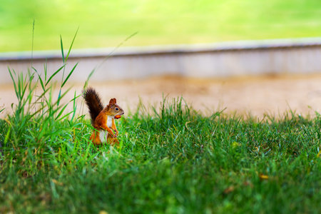 A squirrel with a big nut in its mouth sits in the grass looking awayの写真素材