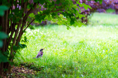 A large cuckoo chick walks on the grass under a bushの写真素材