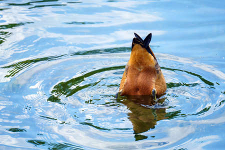 Duck ogar dove head down into the water for food popped up only the tail.の写真素材