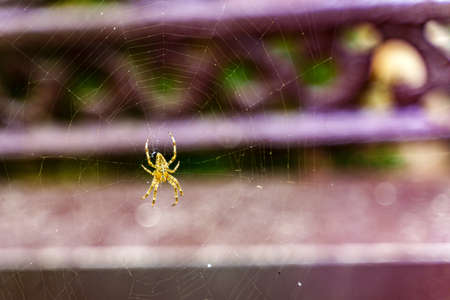 A large yellow spider with a white cross on its back sits in the center of its webの写真素材