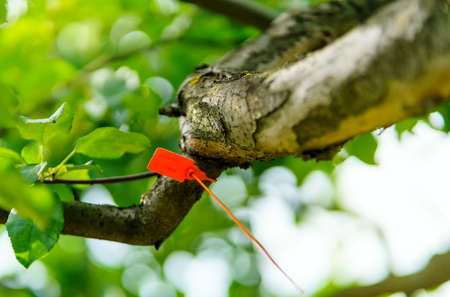 Transplanted apple tree branch with orange tag