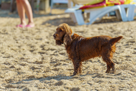 English cocker spaniel of golden color with wet hair stands on the shore of a sandy beach and looks forward sadlyの写真素材