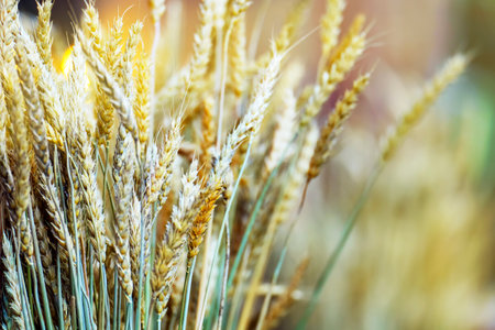 Ripe spikelets of wheat on a bright day are covered with dustの写真素材