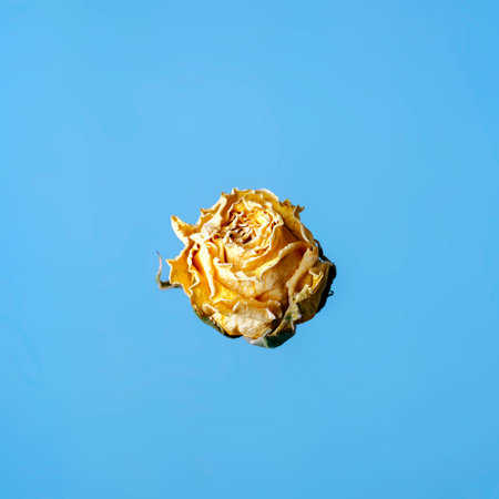 Dry yellow rose of small size on a blue backgroundの写真素材