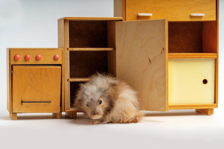 Syrian long-haired gangster-looking hamster looking for food in toy furnitureの写真素材