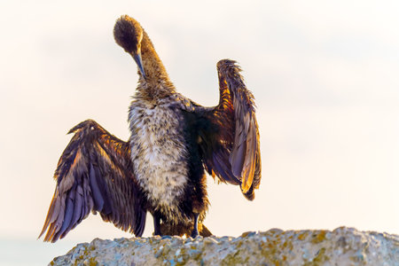 A large chick of a sea gull cormorant cleans its feathers by spreading its wings