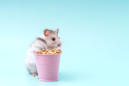 A Syrian hamster stands next to a small bucket filled with food.の写真素材
