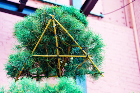 Support for spruce or pine branches made of bamboo sticks in the shape of a triangleの写真素材