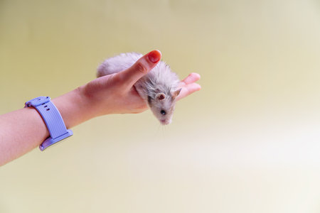 The hamster sits on his arm and looks downの写真素材