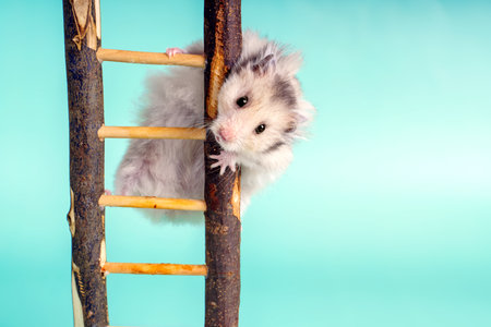 A gray Syrian hamster climbs a wooden staircase and looks into the cameraの写真素材
