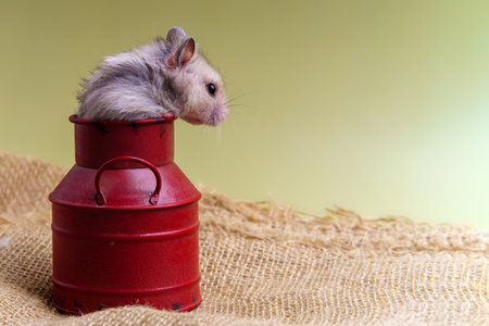 Hamster climbs out of the can to store cereal on burlapの写真素材