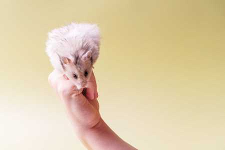 Syrian hamster gray sits on top of fist ready to jumpの写真素材