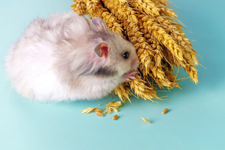 Gray Syrian hamster eats wheat from spikeletsの写真素材