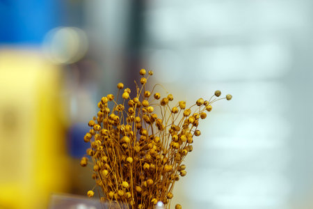 Dry plants of yellow color on a blurred backgroundの写真素材