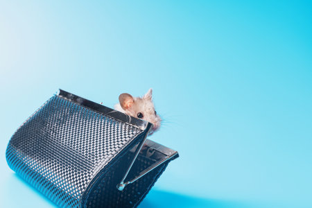 A gray hamster peeks out of the black clutch. The concept of no money.の写真素材