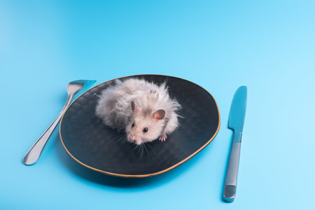 The hamster lies on a plate instead of food. Served table. The problem of food.の写真素材
