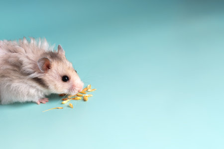 Gray Syrian hamster eats grain on a blue backgroundの写真素材