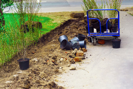 Planting young shoots of hedges from special pots in the groundの写真素材
