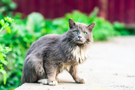 Wild gray cat looking tensely at the cameraの写真素材