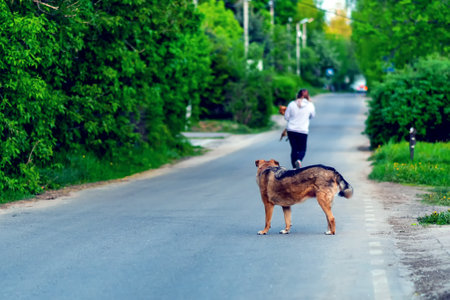 A large dog looks after a man who carries a small dog in his armsの写真素材