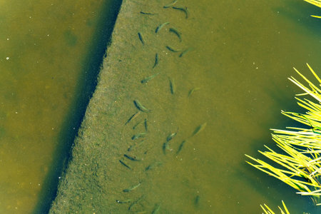Young fish swim in dirty water near the surface