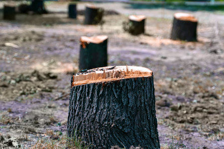 A number of new stumps from felled trees in a city park