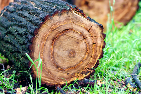 The sawn chock lies on the grass in the shape of a targetの写真素材