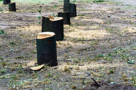 A number of felled trees in the park, only stumps remainedの写真素材