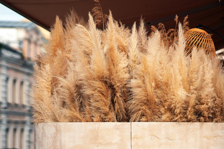 Fluffy dry grass of yellow color with a reddish tinge as a decorationの写真素材