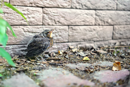 Angry starling chick sitting near a brick wallの写真素材