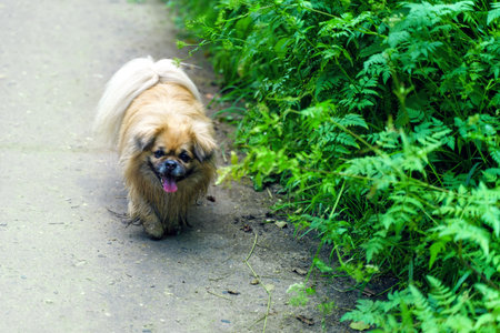 Dirty yellow Pekingese walking along the sidewalkの写真素材